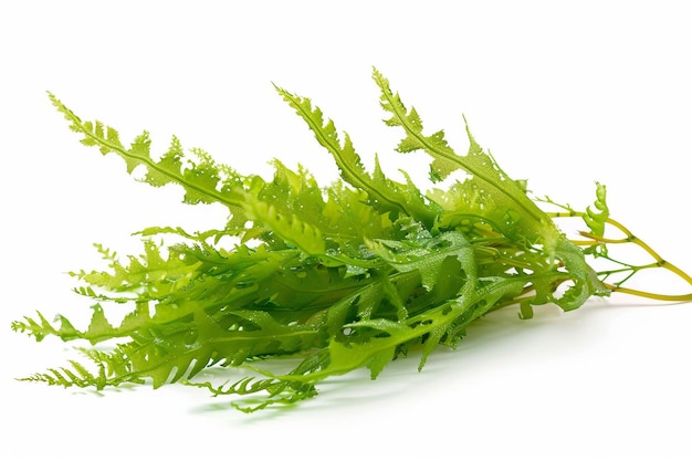 Photo caulerpa algae seaweed on white background