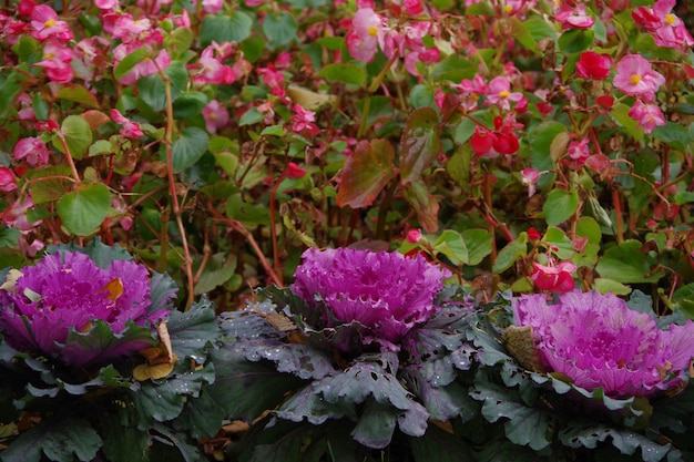 Cauliflower in the flower bed