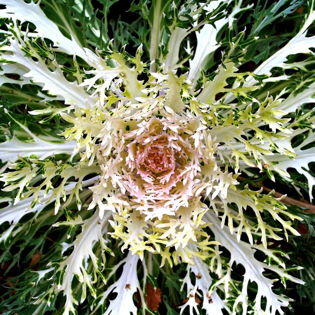 Cavolfiore in giardino