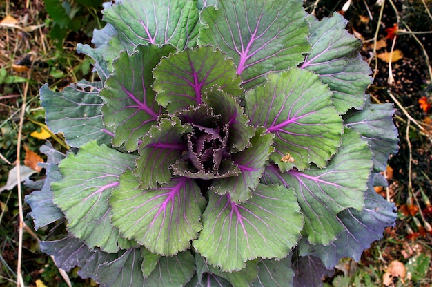 Cauliflower in the garden