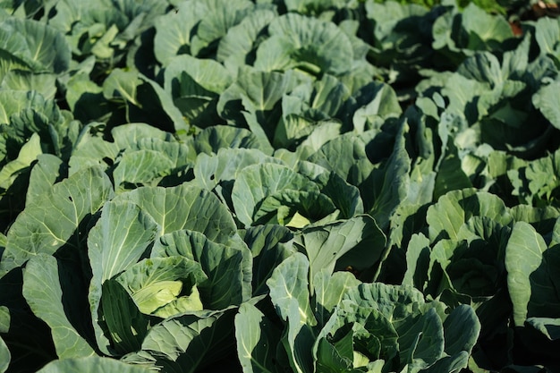 Cauliflower plantation in sunny day