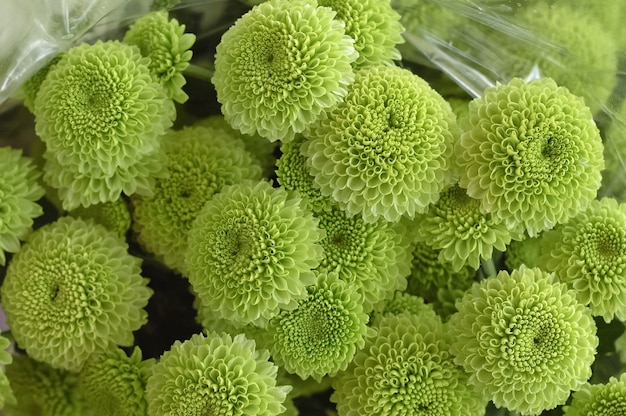 cauliflower shoot