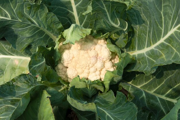 Cauliflower with green leaves top view