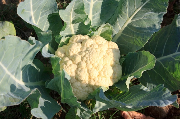 Photo cauliflower