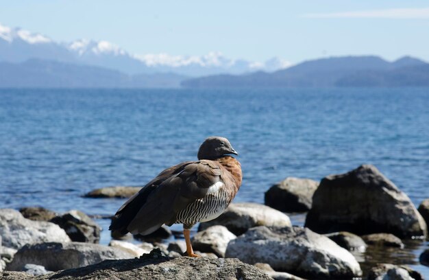 Photo cauquen real in patagonia lake with the snowy mountain range in the background