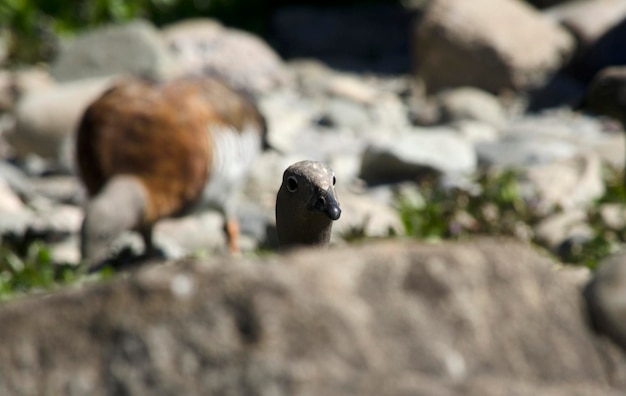 Photo cauquene bird of patagonia between the stones