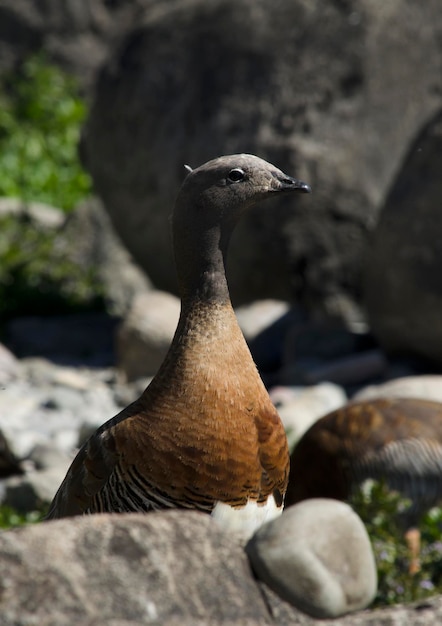 Photo cauquene bird of patagonia between the stones