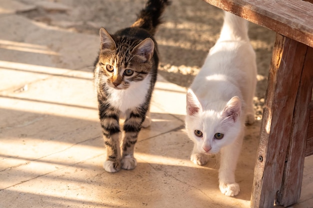 Осторожные и любопытные котята в саду