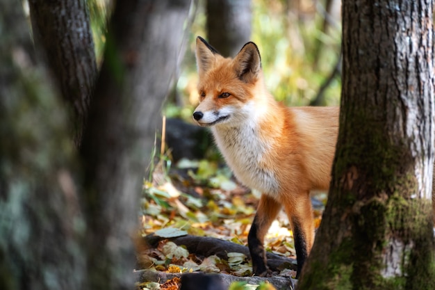 Cautious fox stopped at the edge of the forest in autumn leaves.