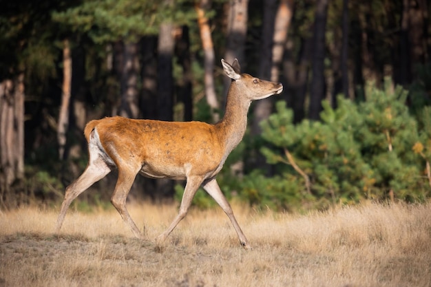 Cautious red deer walking in national park in netherlands