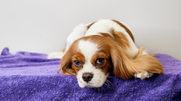 The cavalier Charles King Spaniel dog is lying on the table waiting for the game