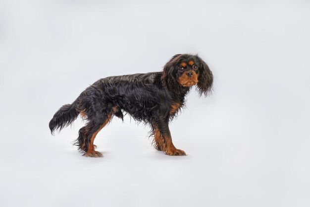 Cavalier hond King Charles in het rek zijaanzicht geïsoleerd op een witte achtergrond
