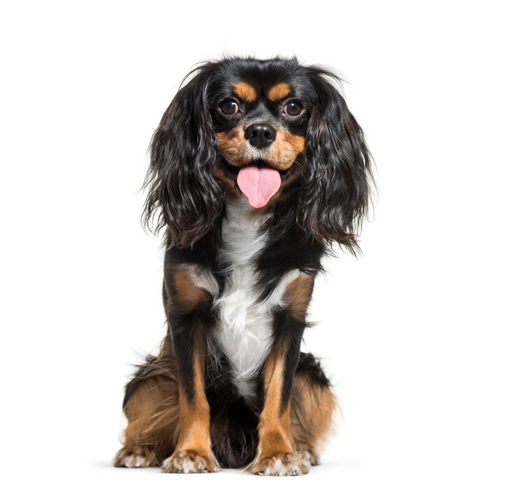Photo cavalier king charles, 1 year old, sitting in front of white background