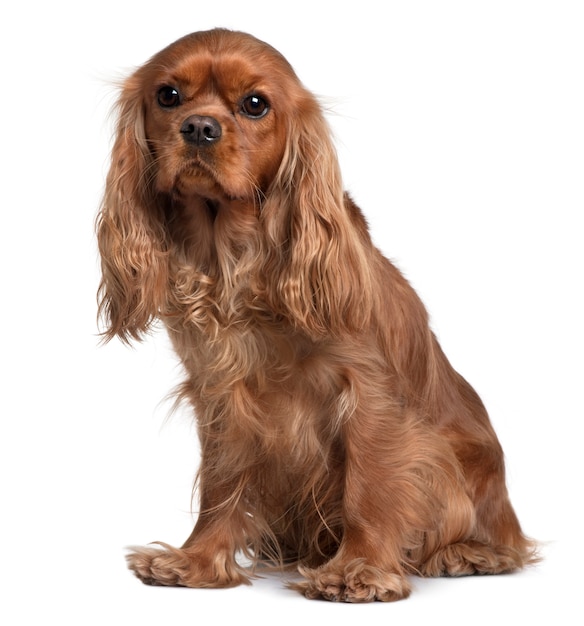 Cavalier King Charles, 18 maanden oud, zittend