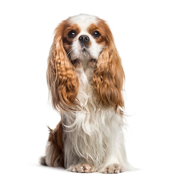 Cavalier King Charles, 2 jaar oud, zit op witte achtergrond