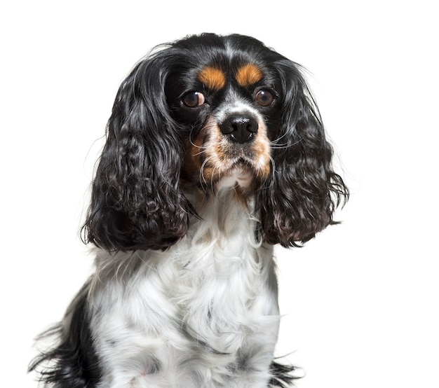 Cavalier King Charles, 6 jaar oud, voor witte achtergrond