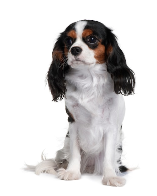 Cavalier King Charles, 9 maanden oud, zittend