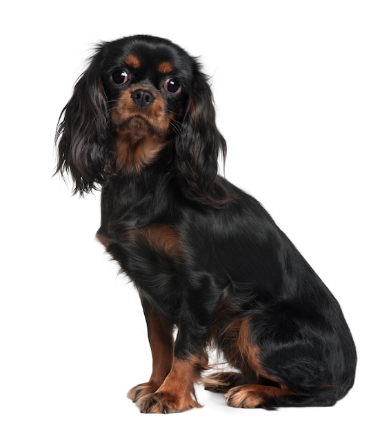 Cavalier king charles, 9 mesi, seduto