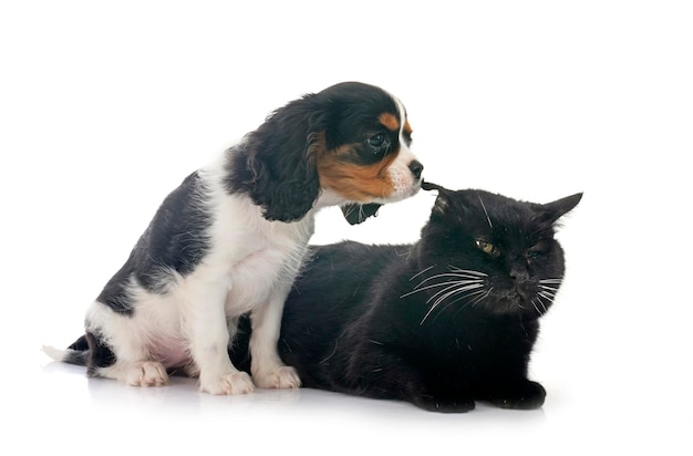 カヴァリアー・キング・チャールズ & キャット