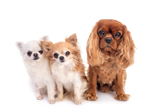 Cavalier king charles and chihuahuas  in front of white background