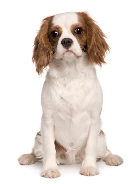 Photo cavalier king charles dog, 6 months old. dog portrait isolated