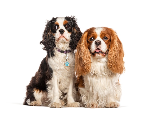 Cavalier king charles dog isolated on white