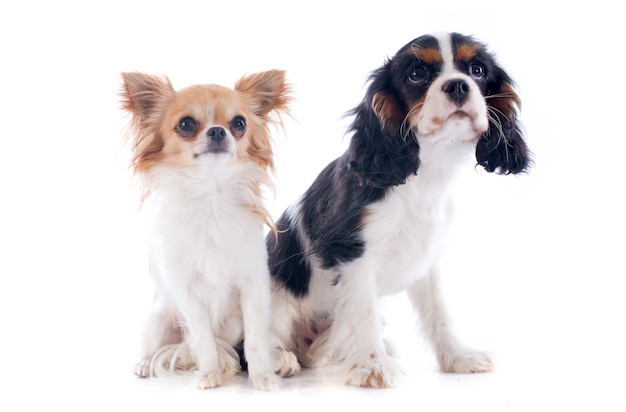 cavalier king charles en chihuahua