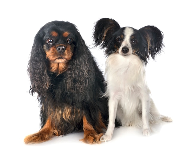 Cavalier King Charles en Papillon