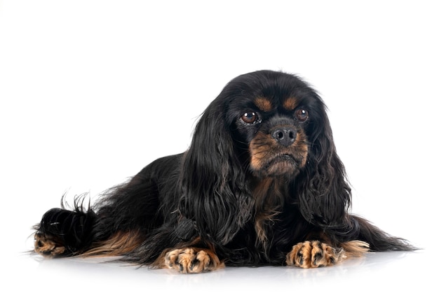 Foto cavalier king charles davanti a sfondo bianco