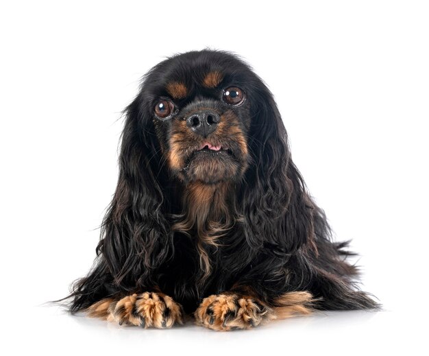 Cavalier king charles in front of white background