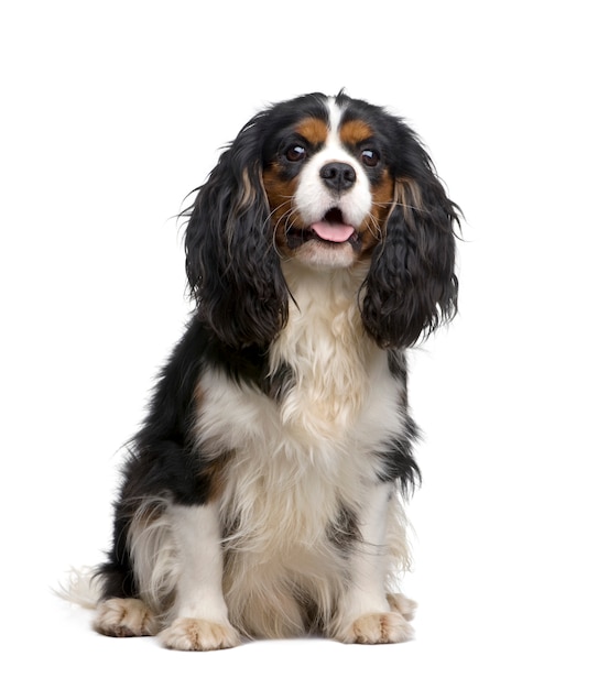 Cavalier King Charles met 10 maanden. Geïsoleerd hondportret