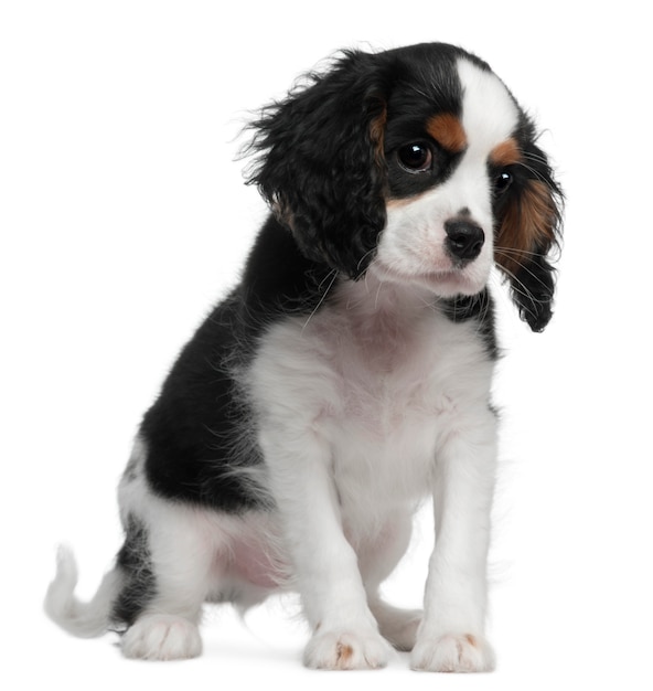 Cavalier King Charles met 10 weken. Geïsoleerd hondportret