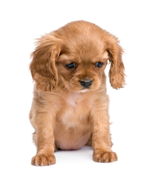 Cavalier King Charles pup met 7 weken. Geïsoleerd hondportret