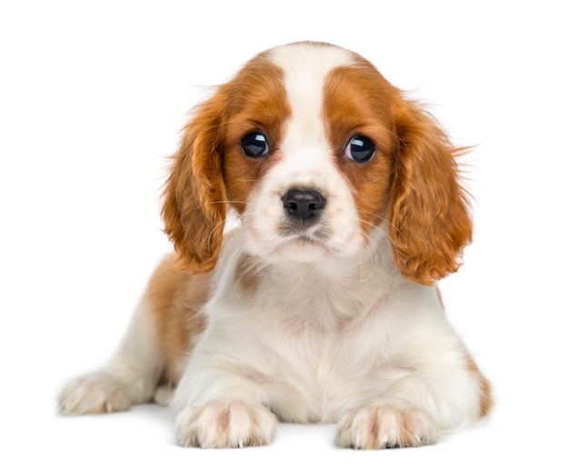 Photo cavalier king charles puppy lying and facing isolated on white