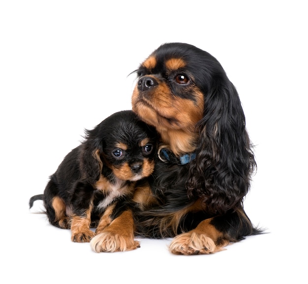 Cavalier king charles cucciolo e madre