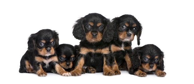 Cavalier King Charles puppy in a row with 7 weeks. Dog portrait isolated