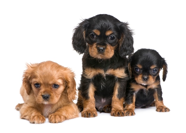 Cavalier King Charles puppy with 7 weeks. Dog portrait isolated