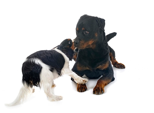 cavalier king charles and rottweiler in front of white background