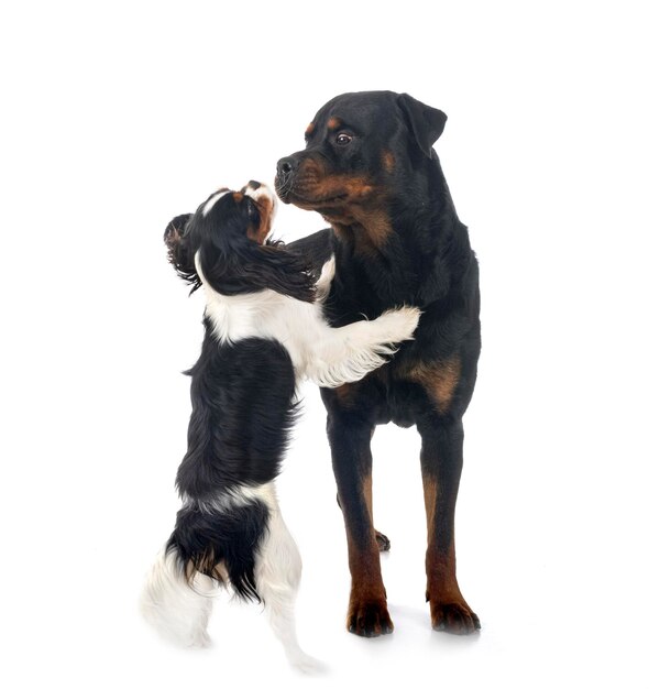 cavalier king charles and rottweiler in front of white background