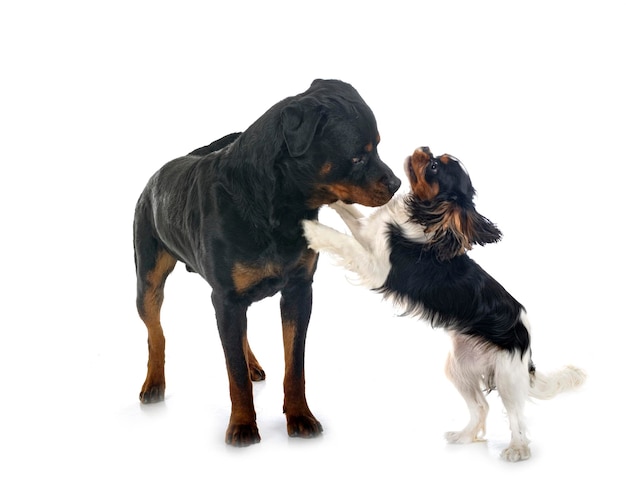 Photo cavalier king charles and rottweiler