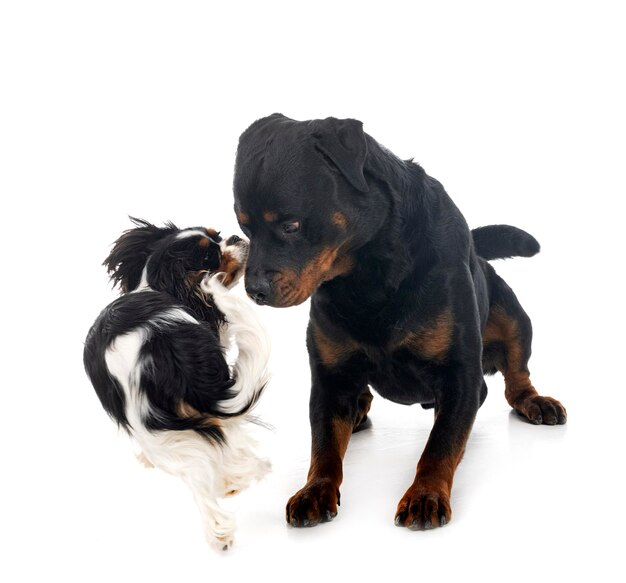 Cavalier king charles and rottweiler