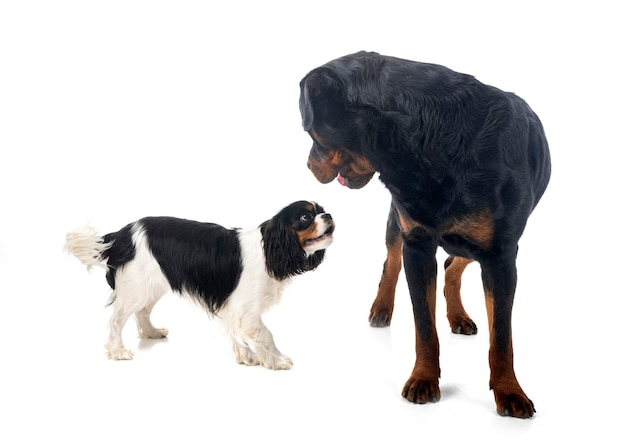 Cavalier king charles and rottweiler