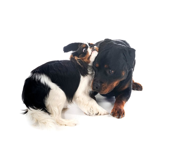 Cavalier king charles and rottweiler