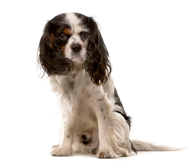 Cavalier King Charles sitting in front of a white wall