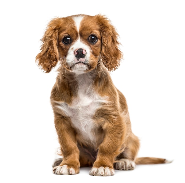 Cavalier king charles seduto, isolato su bianco