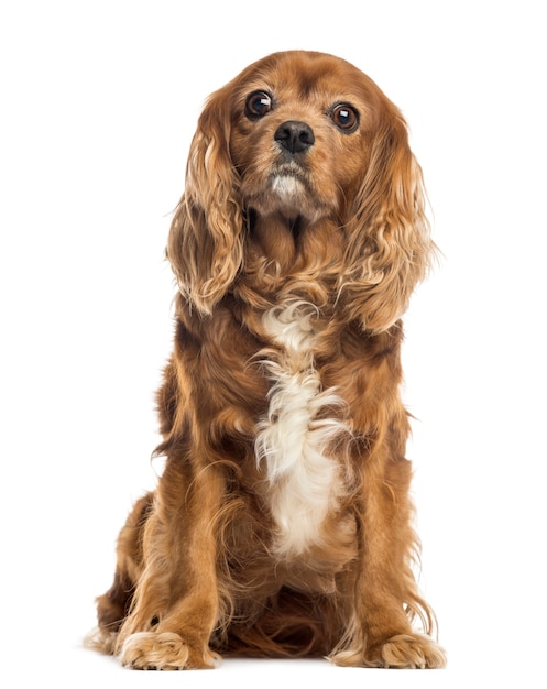 Cavalier King Charles sitting, isolated on white