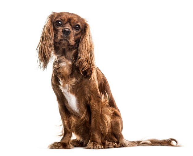 Cavalier King Charles Spaniel, 1 jaar oud, zittend tegen een witte achtergrond