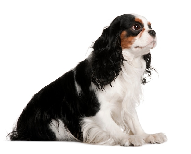 Cavalier King Charles Spaniel, 2 years old, sitting