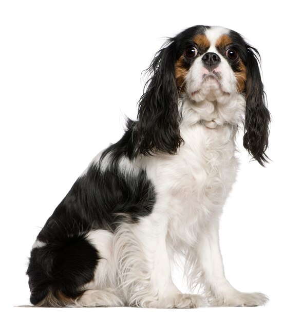 Cavalier King Charles Spaniel, 3 jaar oud, zit op witte muur