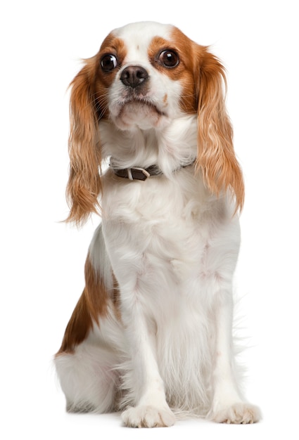 Cavalier king Charles spaniel, 3 years old, sitting in front of white wall